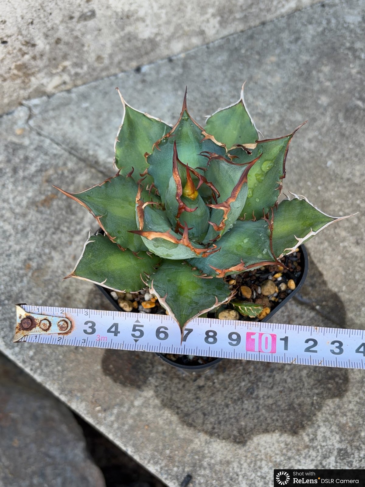 アガベ　子株大放出祭　オアハカあり アガベチタノタオアハカ 子株多数付き Agave titanota oaxaca 鉢付き