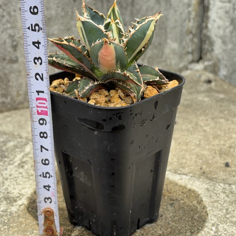 狼人錦 アガベ チタノタ 狼人錦 中斑錦 Agave titanota were wolf White