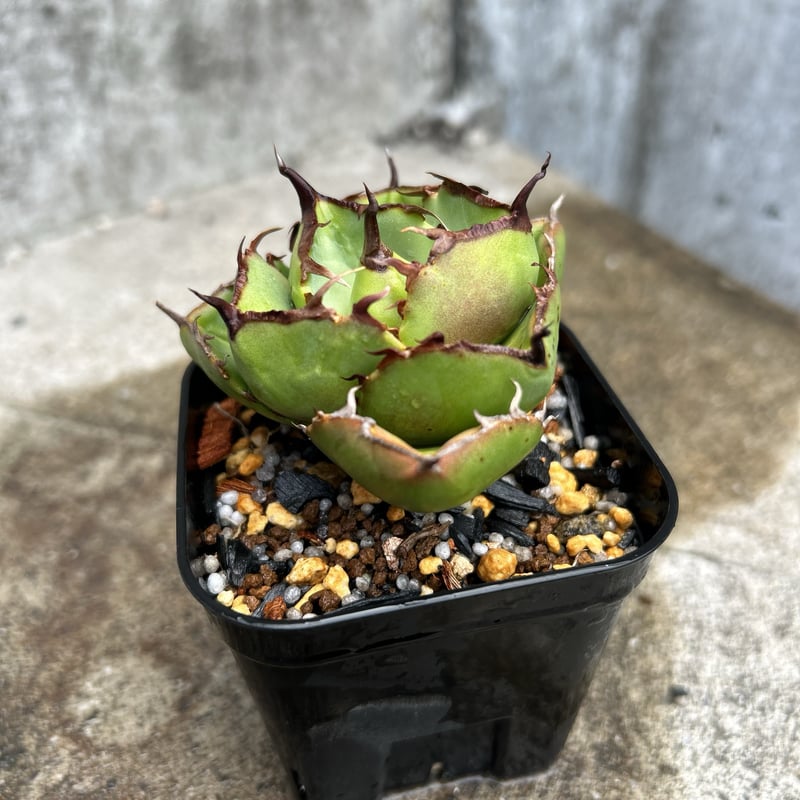 アガベ　ジャガーノート純血　鉢付 アガベ ジャガーノート 純血 鉢付き発送 | blackmonster plants