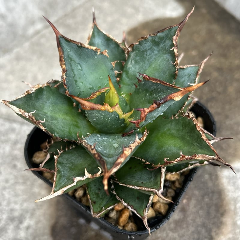 アガベ チタノタ 海王 鉢付き発送 | blackmonster plants