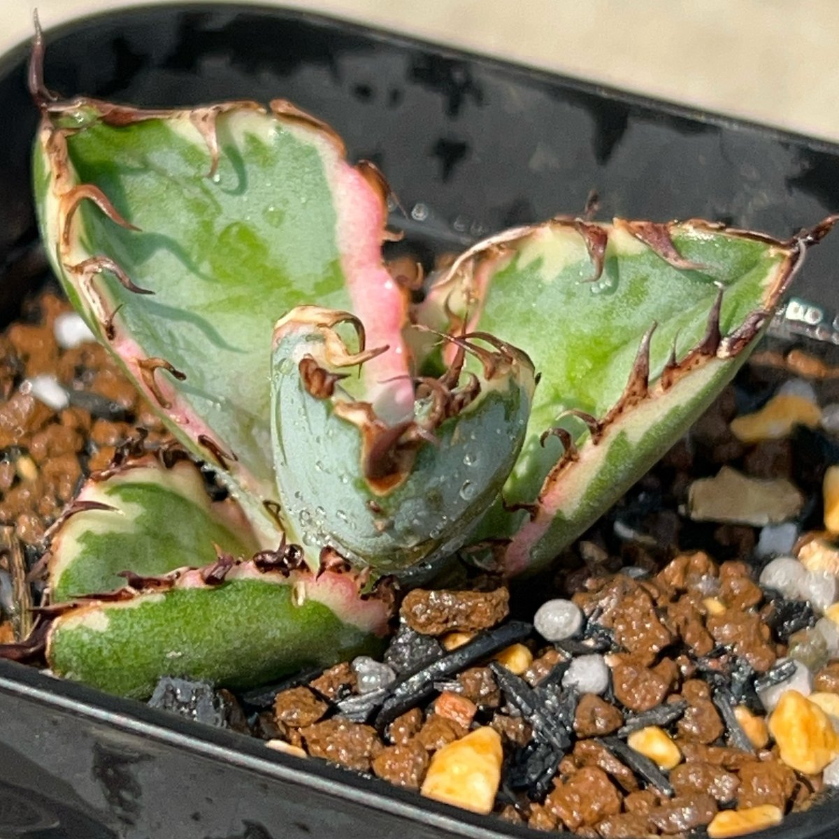 アガベ チタノタ ブラックアンドブルー 錦 白覆輪錦 Agave