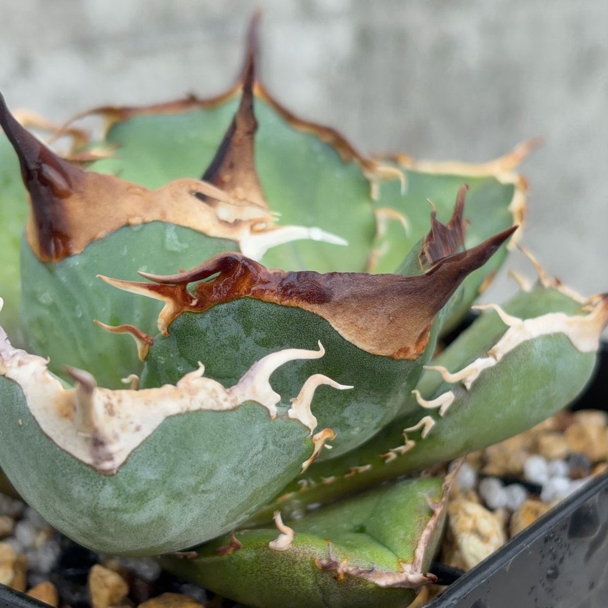 アガベオテロイオアハカ 子株2株付きAgave oteroi “Oaxaca”鉢付き発送