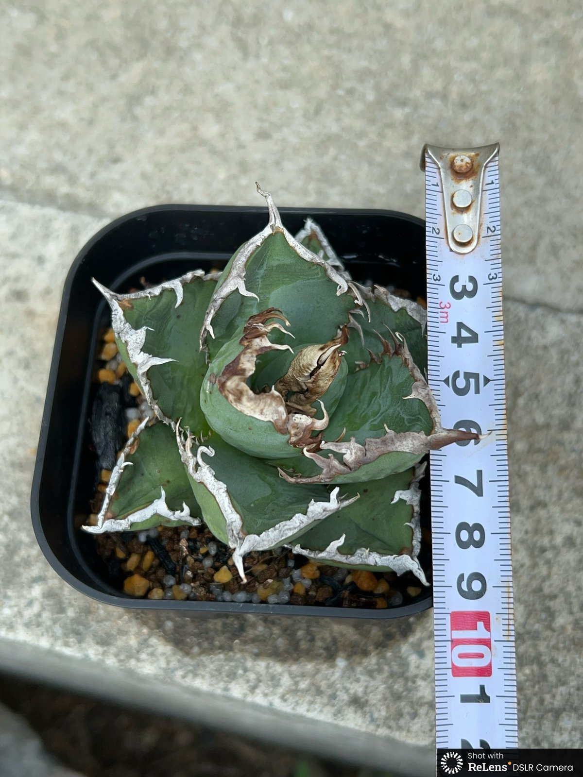アガベ チタノタ 包心龍 Agave titanota Baoxinlong 鉢付き発送