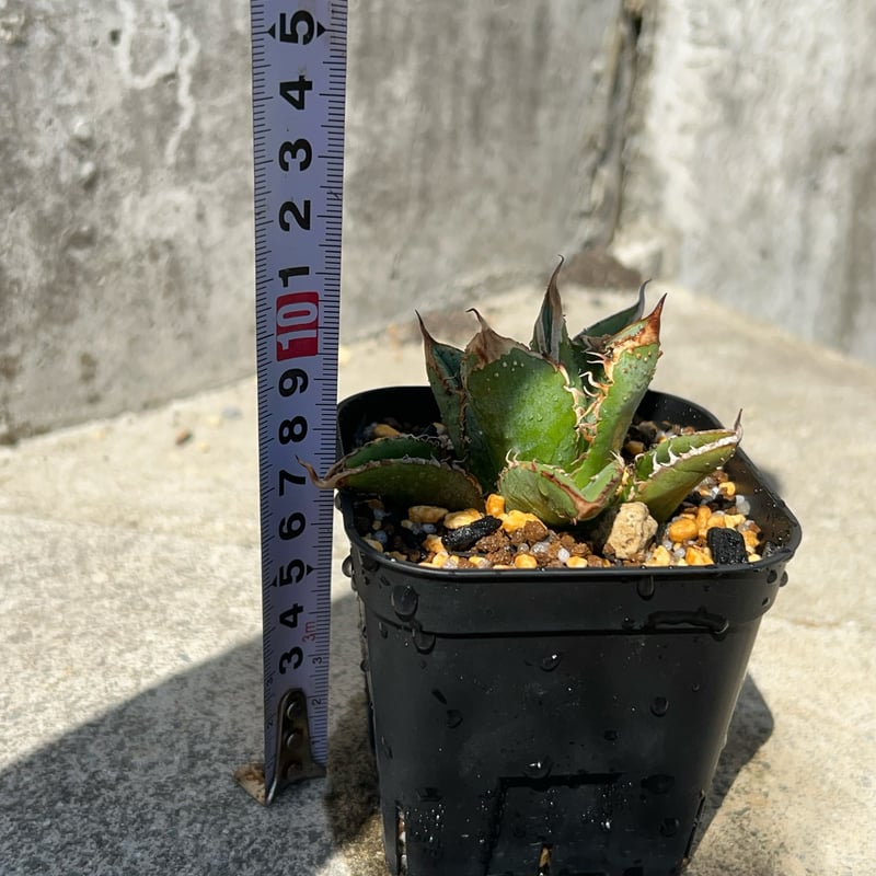 アガベ チタノタ 豆豆龍 Agave titanota totoro トトロ 鉢付き