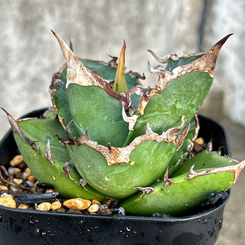 アガベチタノタ赤魔 agave titanota redghost 鉢付き発送 | blac