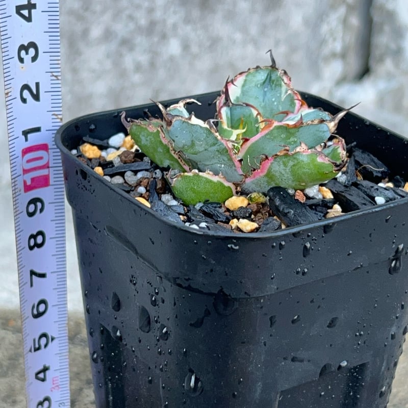 アガベ チタノタ ブラックアンドブルー 錦 白覆輪錦 Agave titanota Bla