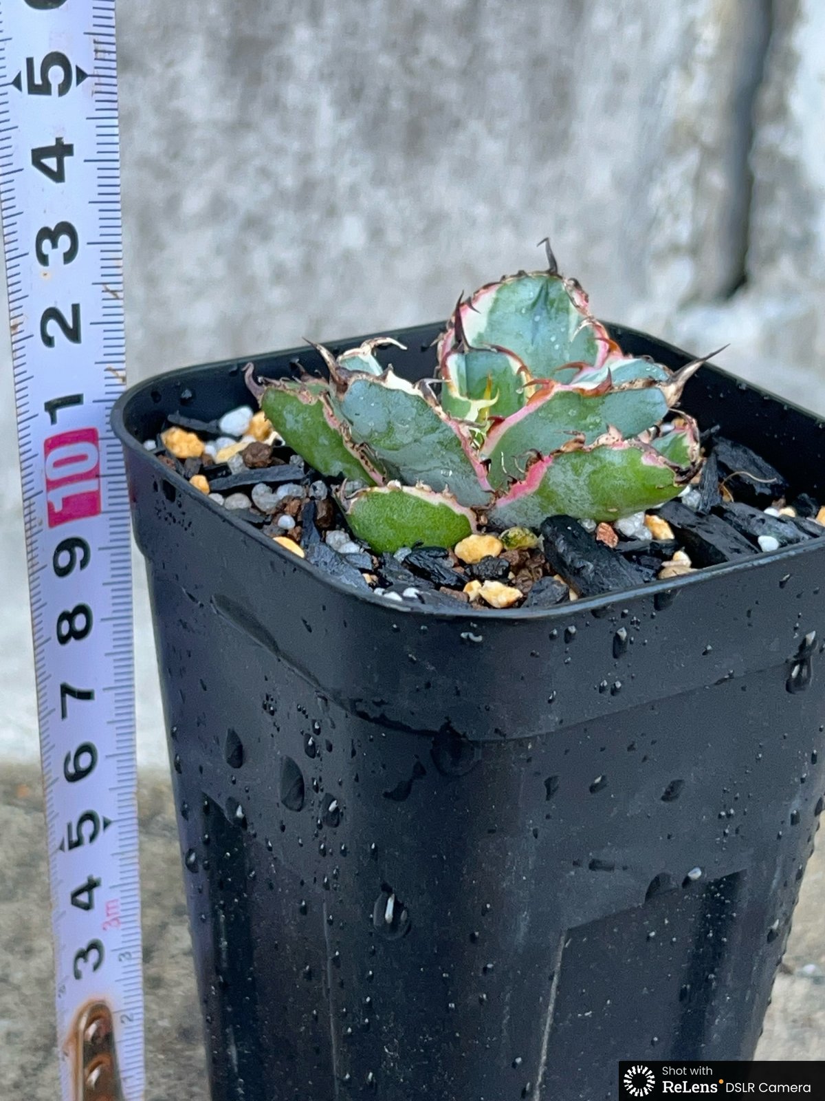 アガベ チタノタ ブラックアンドブルー 錦 白覆輪錦 Agave titanota Bla