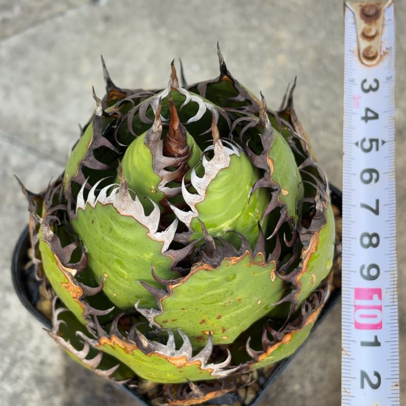アガベ ホリダ Agave horrida 鉢付き発送 | blackmonster pla