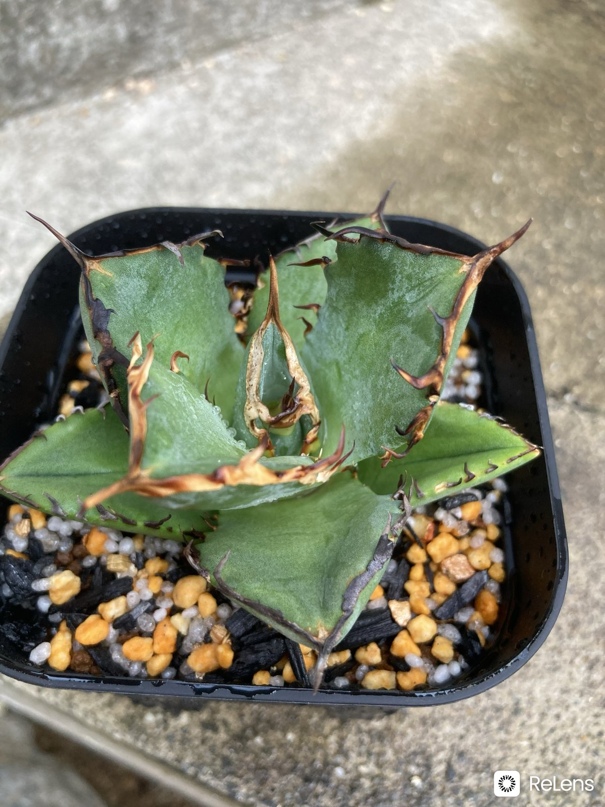 Agave titanota 龍牙 【公式通販】