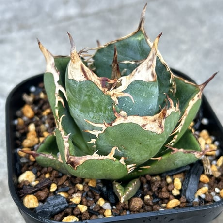 アガベ チタノタ オアハカ Agave titanota Oaxaca 18 アガベ チタノタ オアハカ Agave titanota Oaxaca 18 | 多肉植物