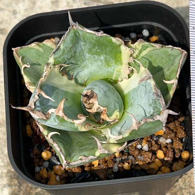 アガベ チタノタ 白鯨錦 白覆輪錦 Agave titanota 'White Whale'