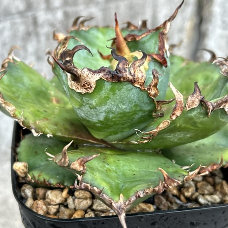 アガベ金剛 | STORES