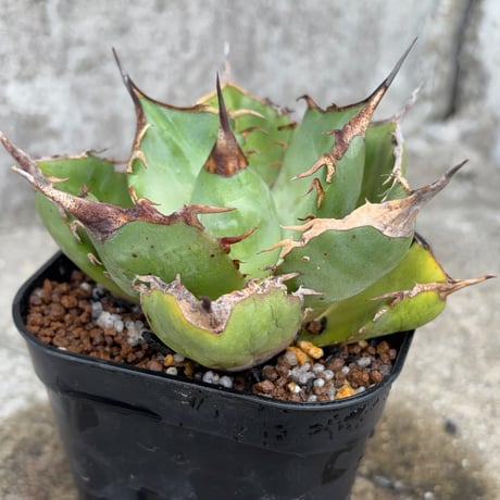 アガベオテロイオアハカ 子株付き Agave oteroi “Oaxaca”鉢付き発送