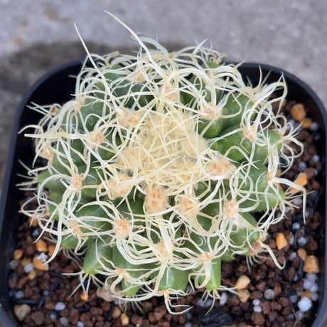 サボテン  電棘金鯱 キンシャチEchinocactus grusonii “Golden Barrel Cactus”鉢付き発送