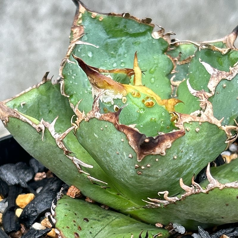 アガベ チタノタ 星空 Agave titanota starry sky 鉢付き発送 |