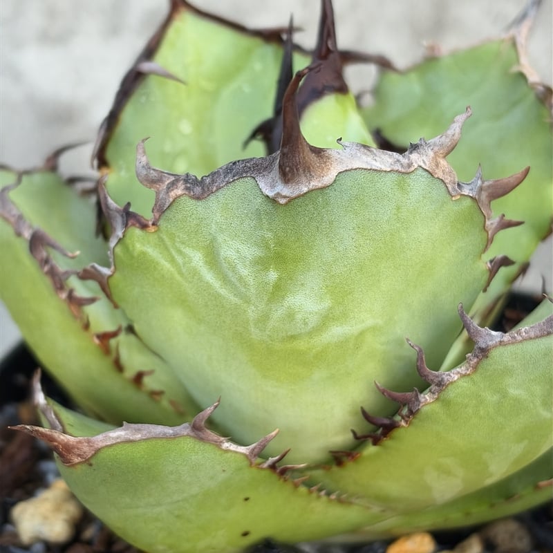 アガベチタノタオアハカ 子株2株付き agave titanota oaxaca鉢付き発送