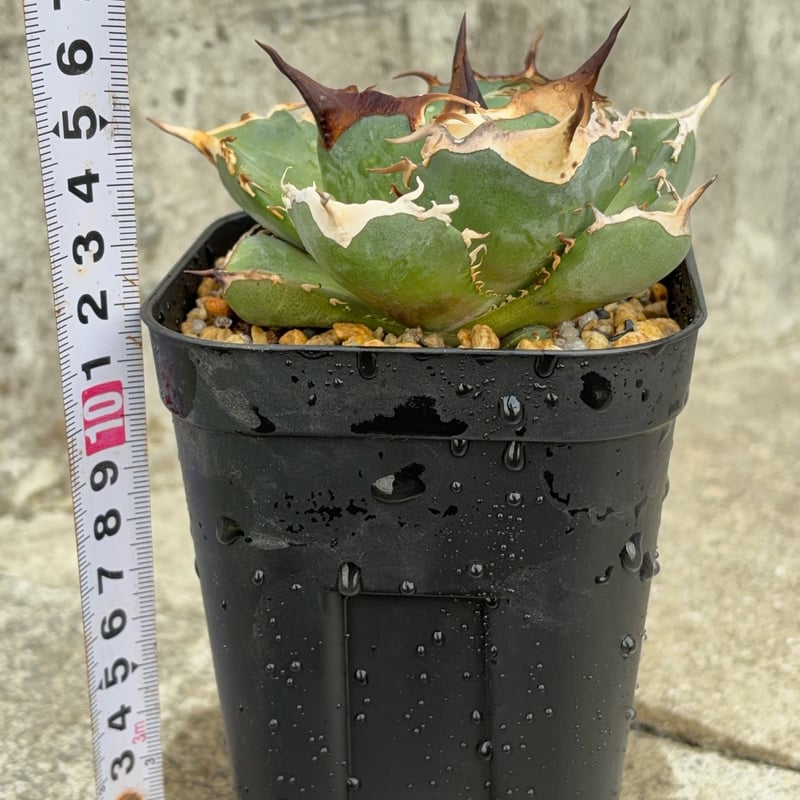 oaxaca oteroi オアハカ　オテロイ　アガベ　子株② アガベオテロイオアハカ 子株2株付きAgave oteroi “Oaxaca”鉢付き発送