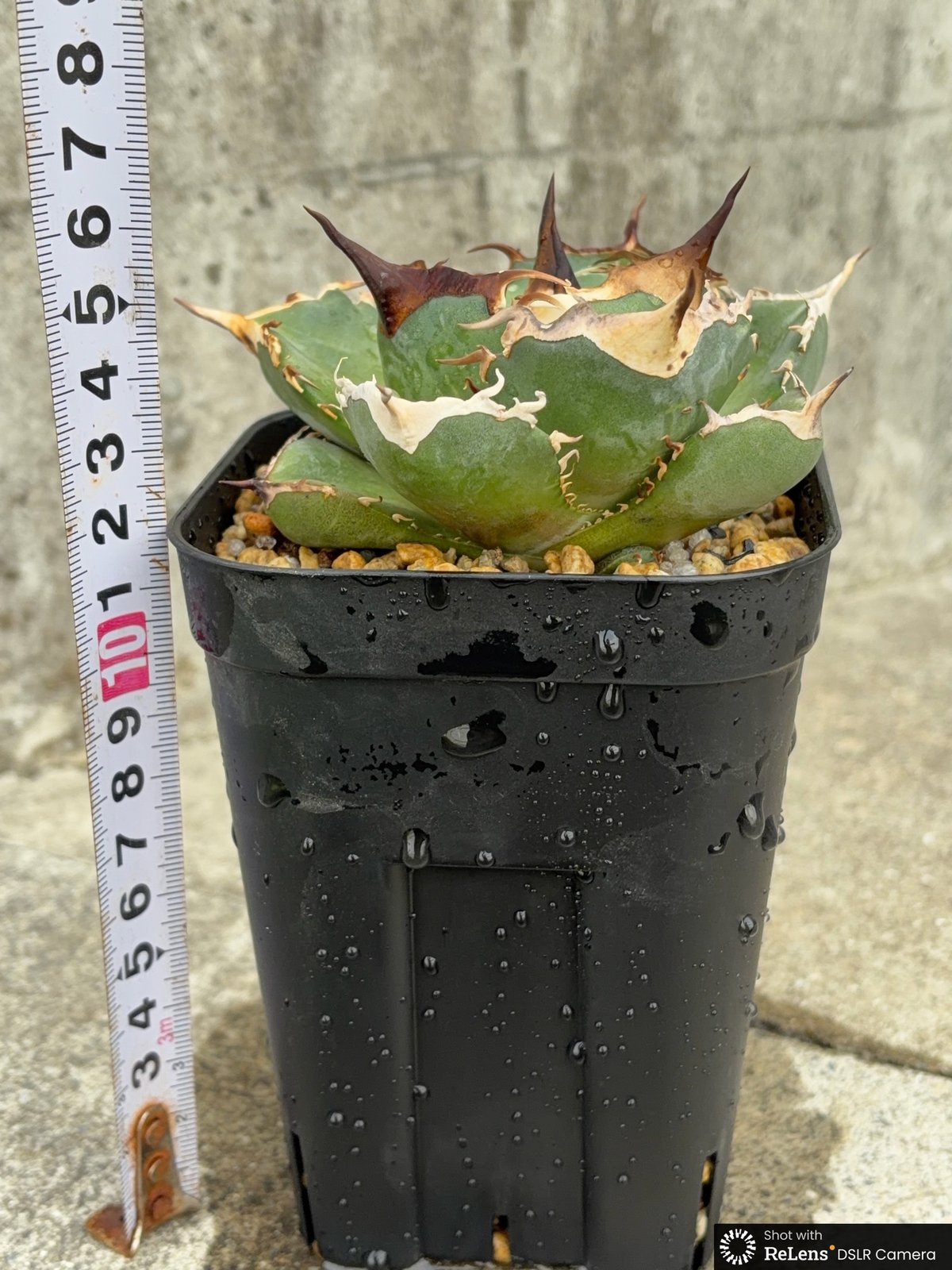 oaxaca oteroi オアハカ　オテロイ　アガベ　子株② アガベオテロイオアハカ 子株2株付きAgave oteroi “Oaxaca”鉢付き発送