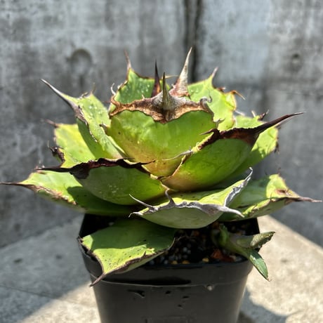 STORES コーデックスの検索結果