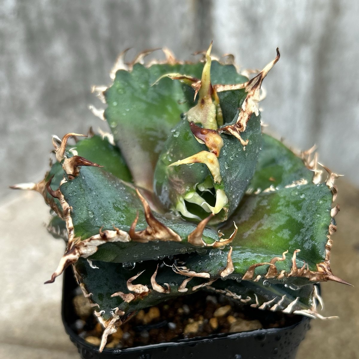 アガベチタノタ金剛 鉢付き発送 | blackmonster plants