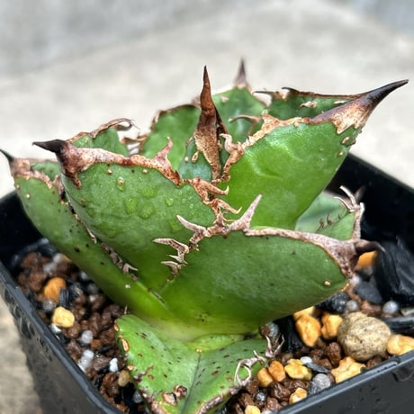 アガベチタノタ星空 | STORES