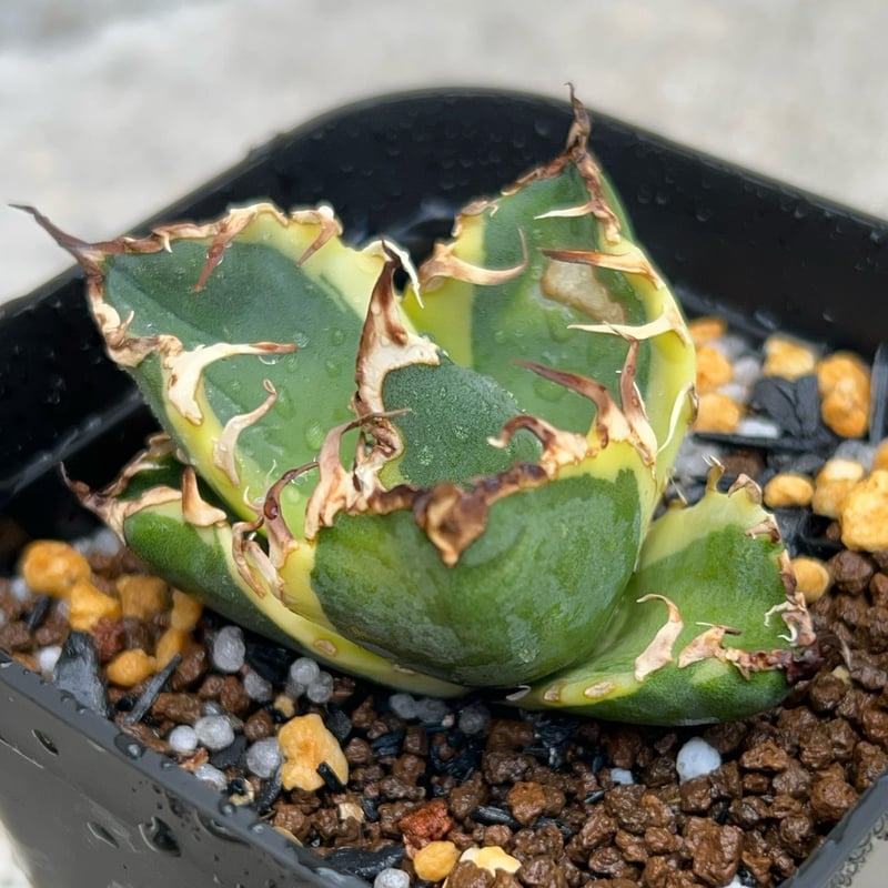 アガベ チタノタ凱撒錦 シーザー 覆輪斑 Agave titanota SUPER
