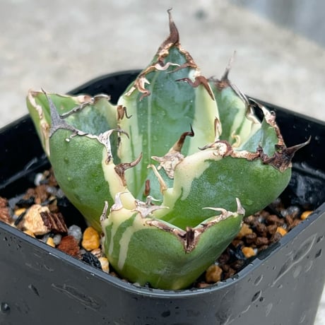 アガベ　チタノタ　イカヅチ白鯨　胴切り天 アガベ・チタノタ白鯨（ボールタイプ）中-092｜agave titanota