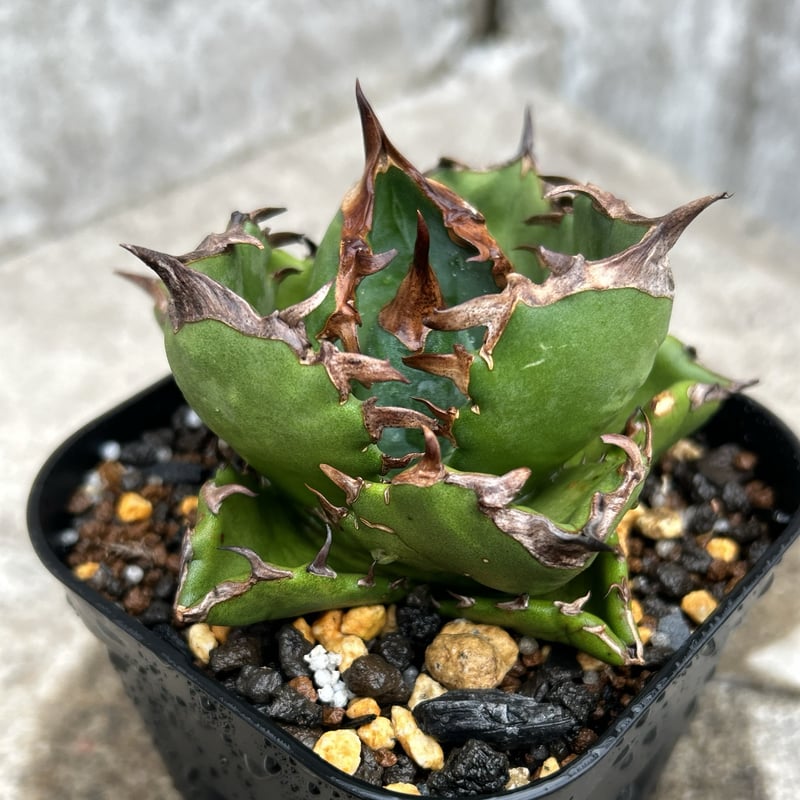 アガベ チタノタ 翼竜 プテラノドン Agave titanota Pteranodon