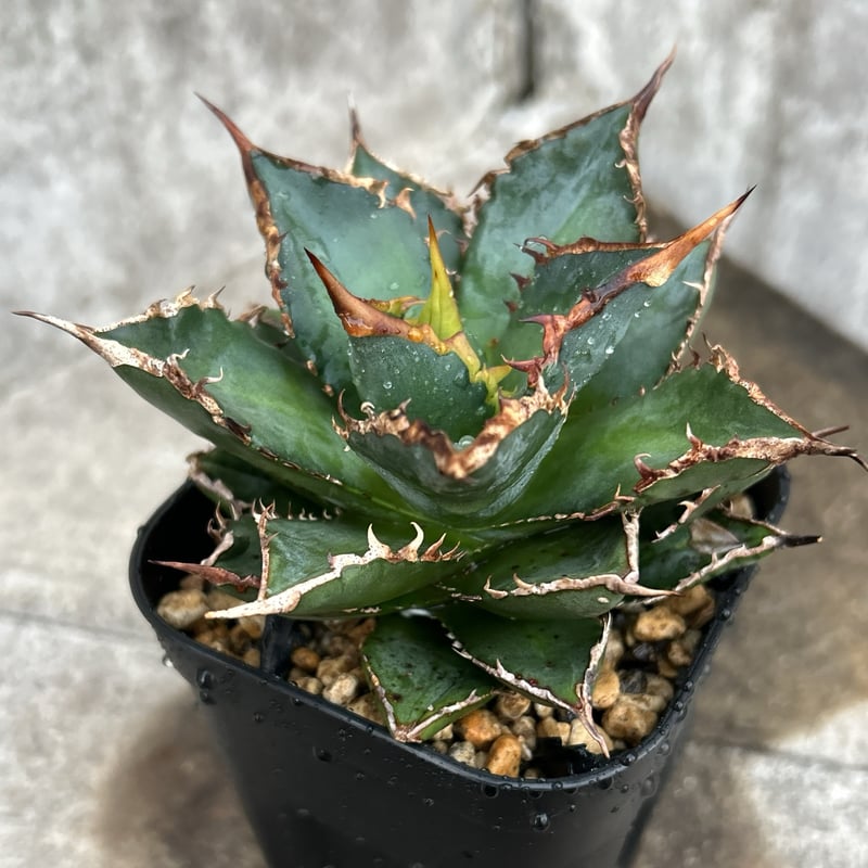 アガベ チタノタ 海王 鉢付き発送 | blackmonster plants