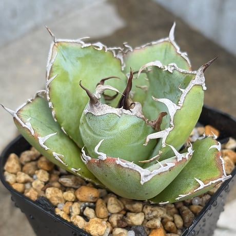 アガベチタノタ白鯨 | STORES