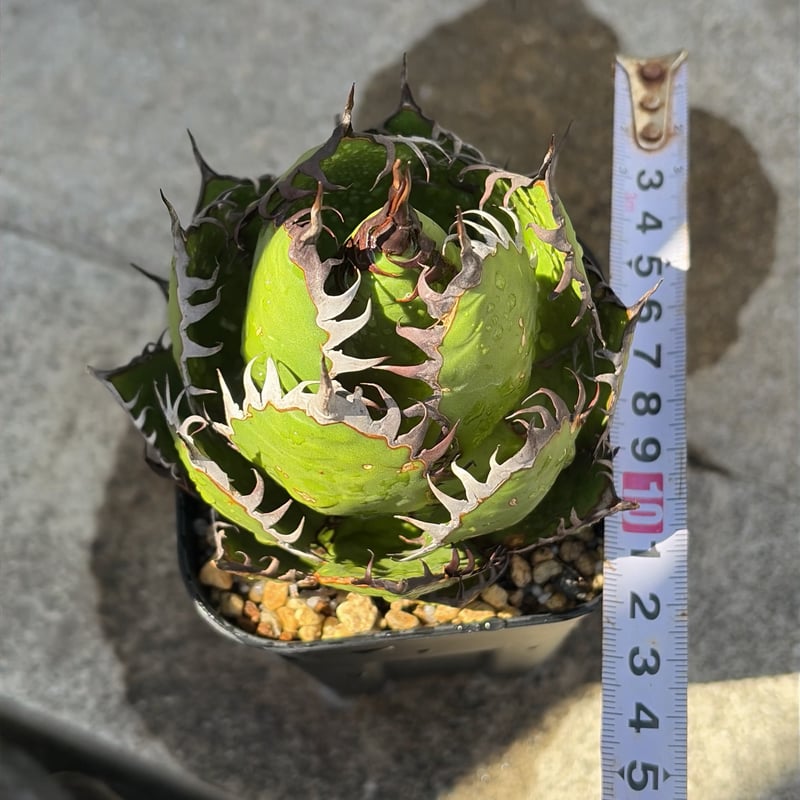 アガベ ホリダ Agave horrida 鉢付き発送 | blackmonster pla