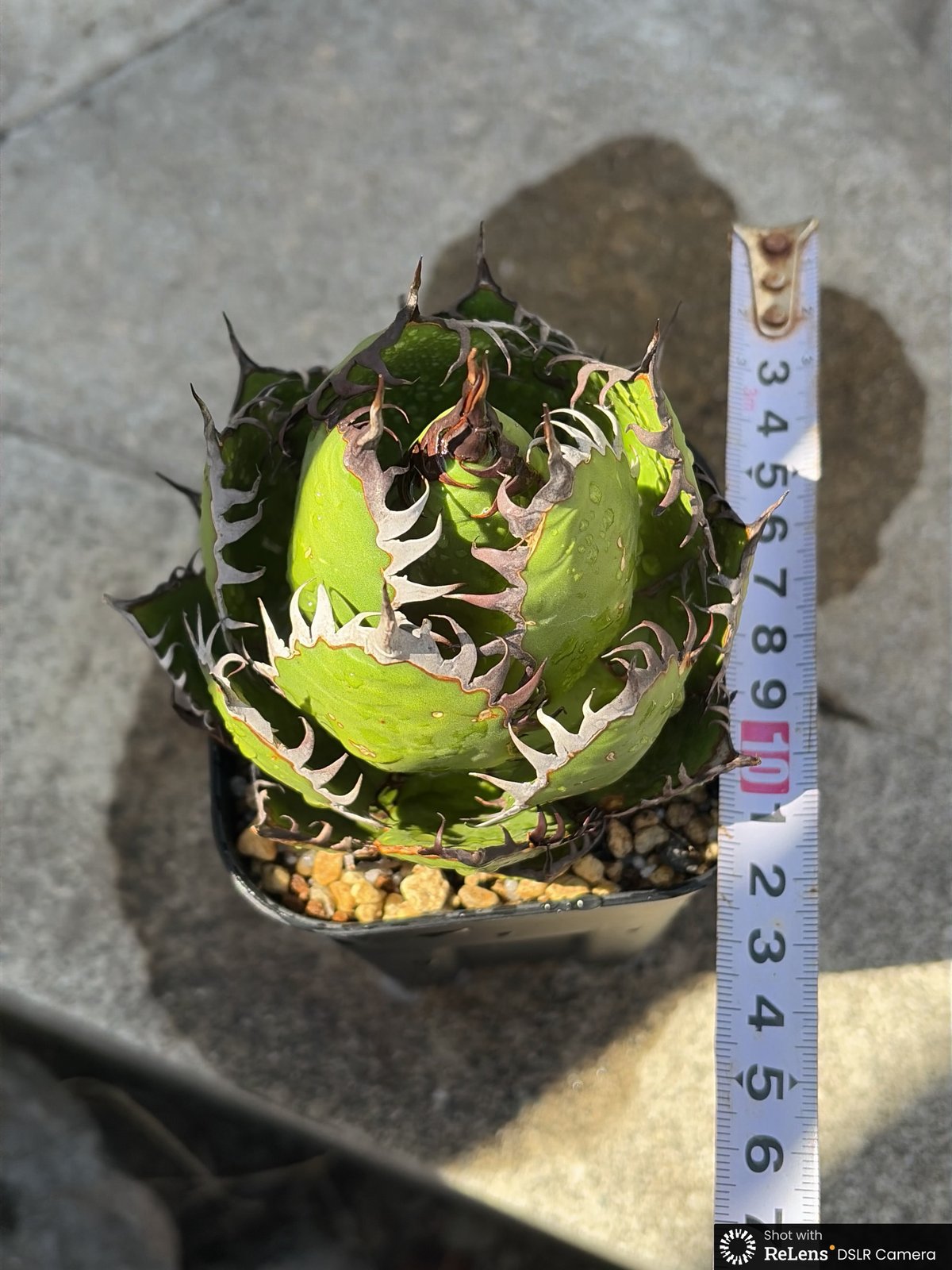 アガベ ホリダ Agave horrida 鉢付き発送 | blackmonster pla