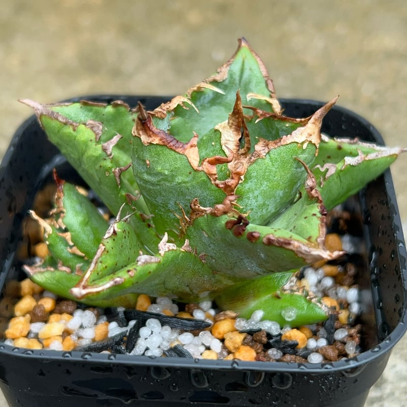 アガベ　チタノタ　清櫻 アガベ・チタノタ 清櫻-001｜agave Queen | Plus_Plants STORE