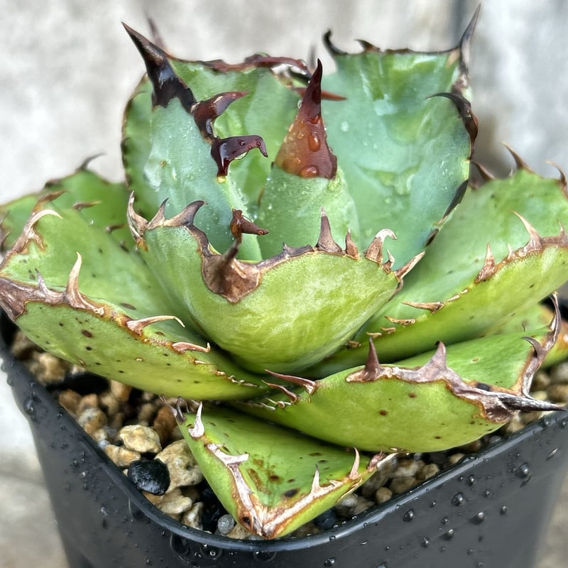 BMP産）アガベ オテロイ Agave oteroi 選抜BMP04 鉢付き発送 | bl