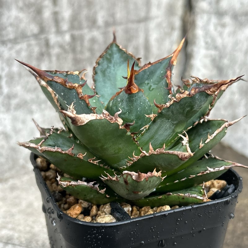 アガベ チタノタ 海王 鉢付き発送 | blackmonster plants