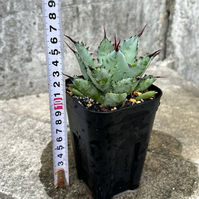 アガベ曲刺八荒雷神 陽炎タイプ 鉢付き発送 | blackmonster plants