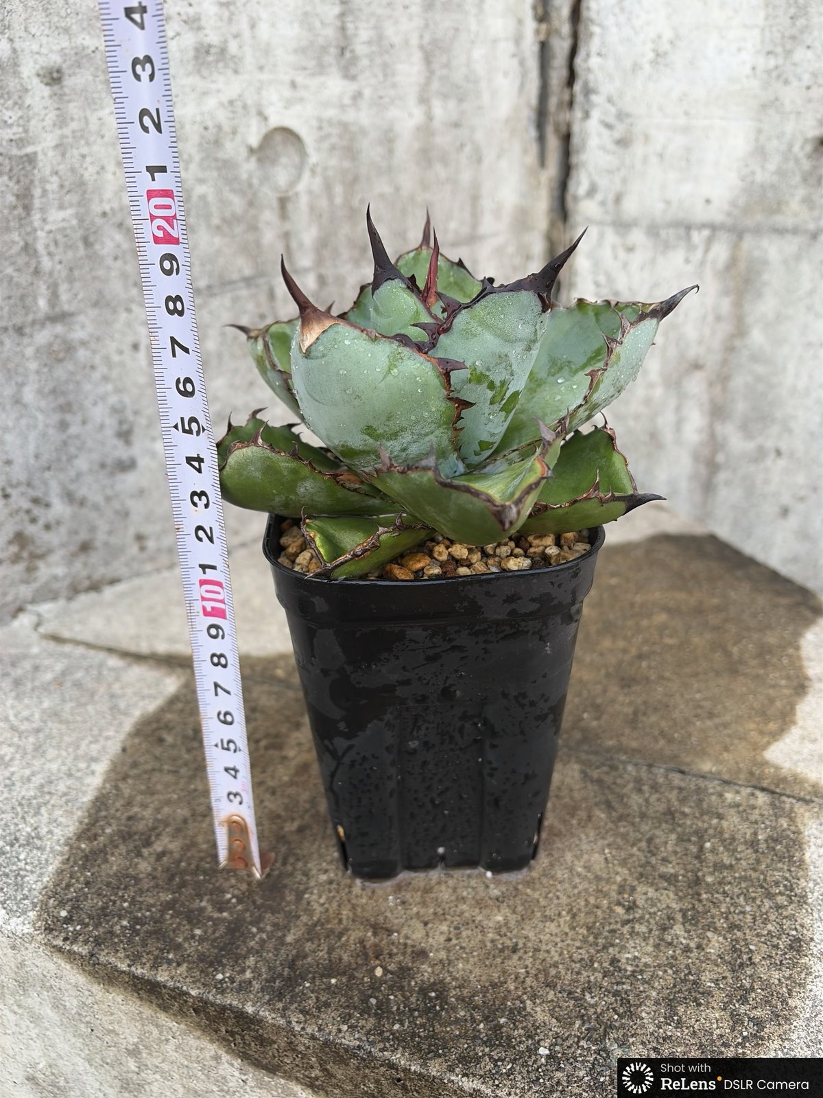 アガベ チタノタ ブラックアンドブルー Agave titanota Black & Blue