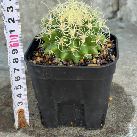 サボテン  電棘金鯱 キンシャチEchinocactus grusonii “Golden Barrel Cactus”鉢付き発送