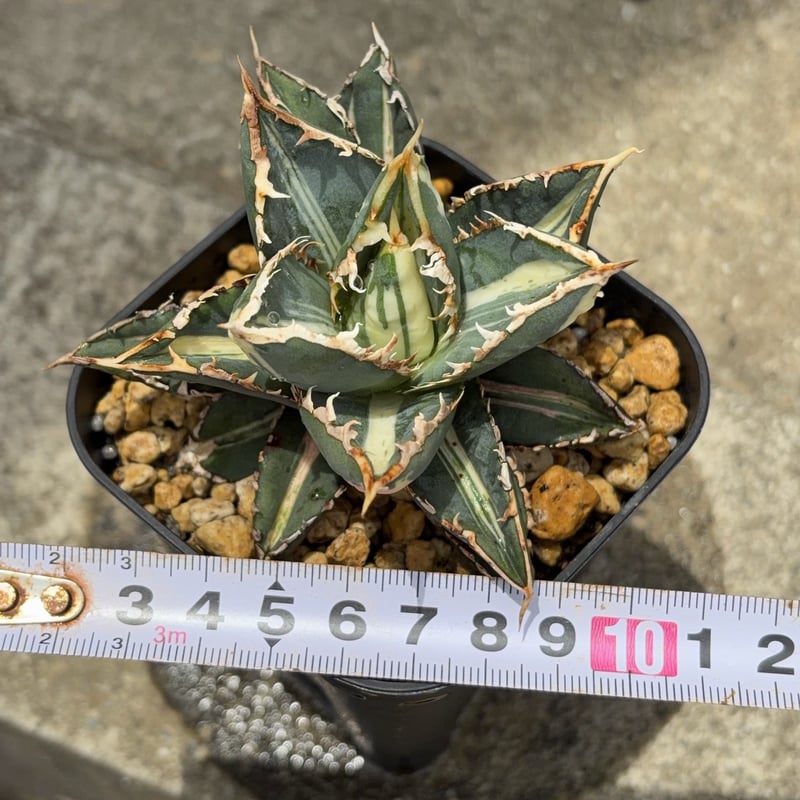 アガベ チタノタ 狼人錦 中斑錦 Agave titanota were wolf White