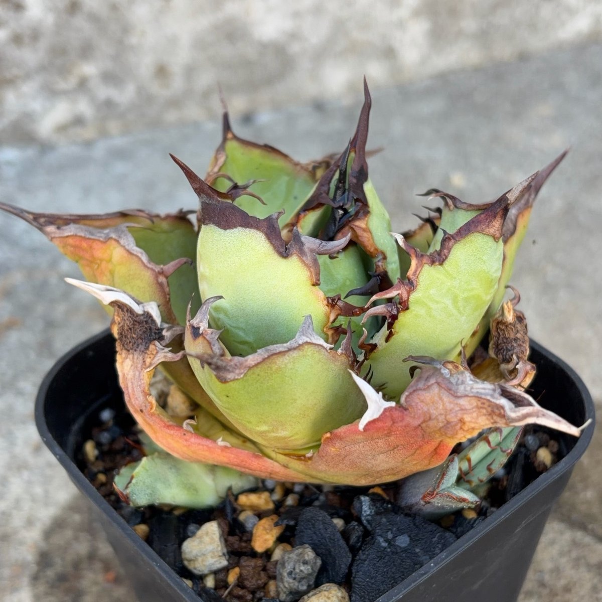 アガベチタノタオアハカ 子株2株付き Agave titanota oaxaca 鉢付き