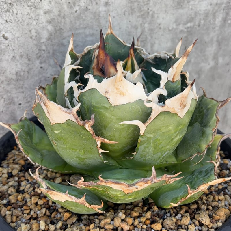 アガベ オテロイ オアハカ 現地球株 Agave oteroi “Oaxaca” field-