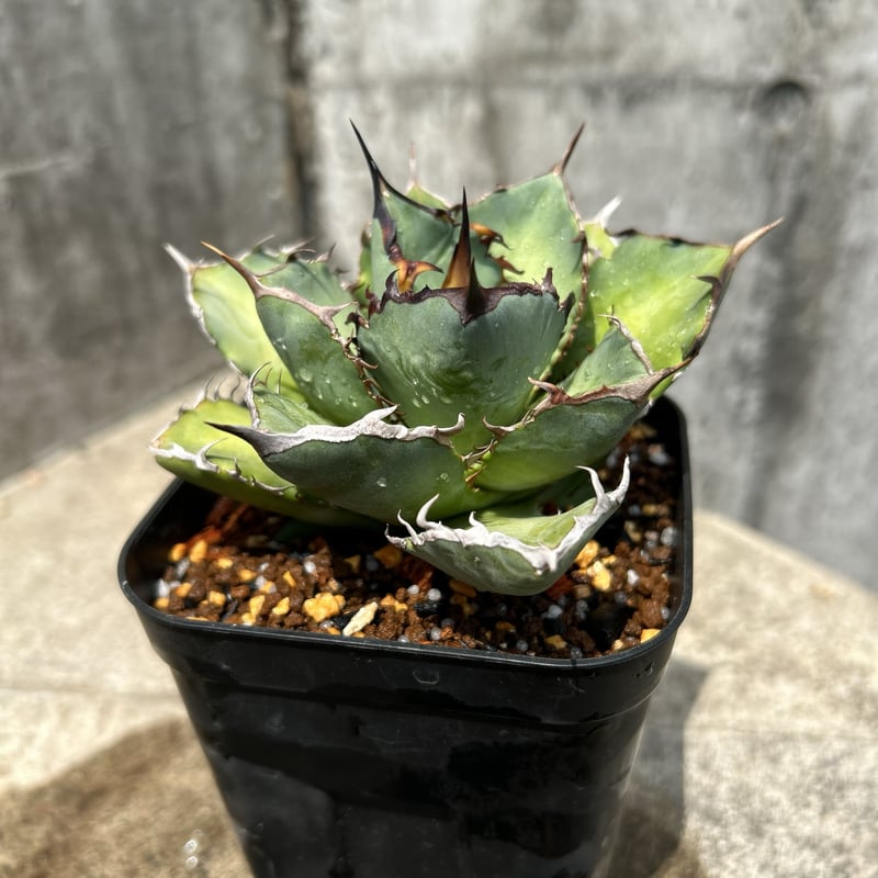 konect fang 初期作 Sサイズ植物 鉢 アガベ パキポディウム RLF konect fang 初期作 Sサイズ植物 鉢 アガベ パキポディウム RLF