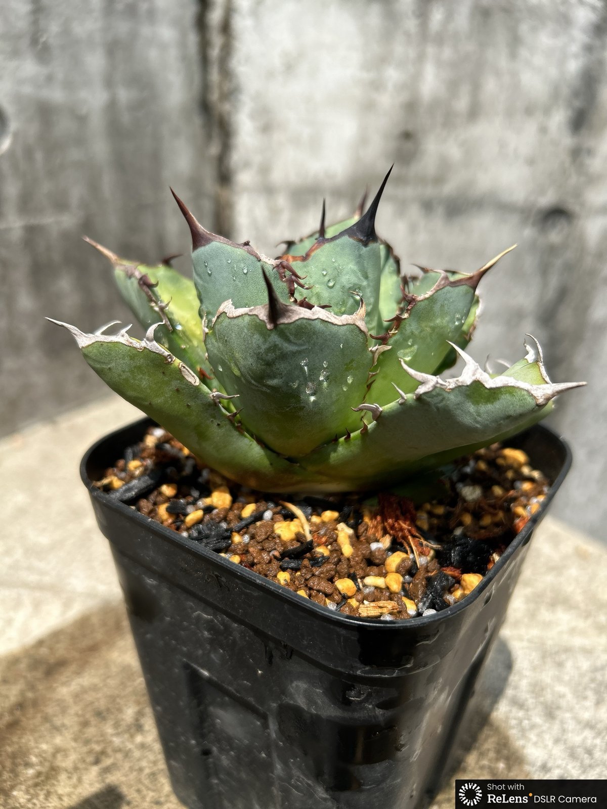 アガベ チタノタ 龍牙 agave titanota dragon fang 鉢付き発送 |