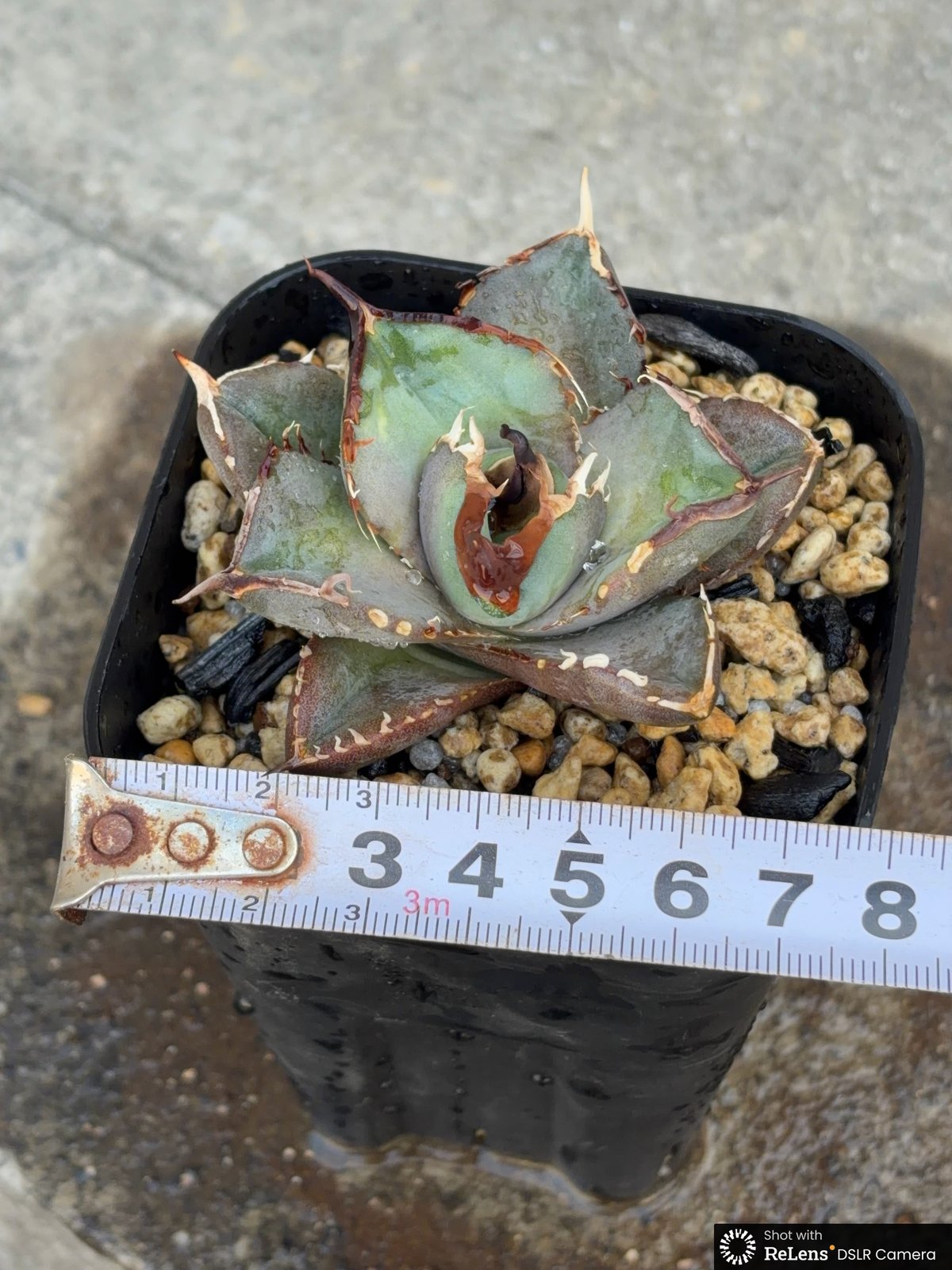 アガベチタノタオアハカ agave titanota oaxaca SUPER DWARF鉢付