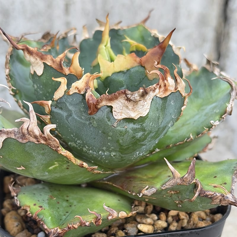 アガベチタノタ金剛 agave titanota King Kong 鉢付き発送 | bl
