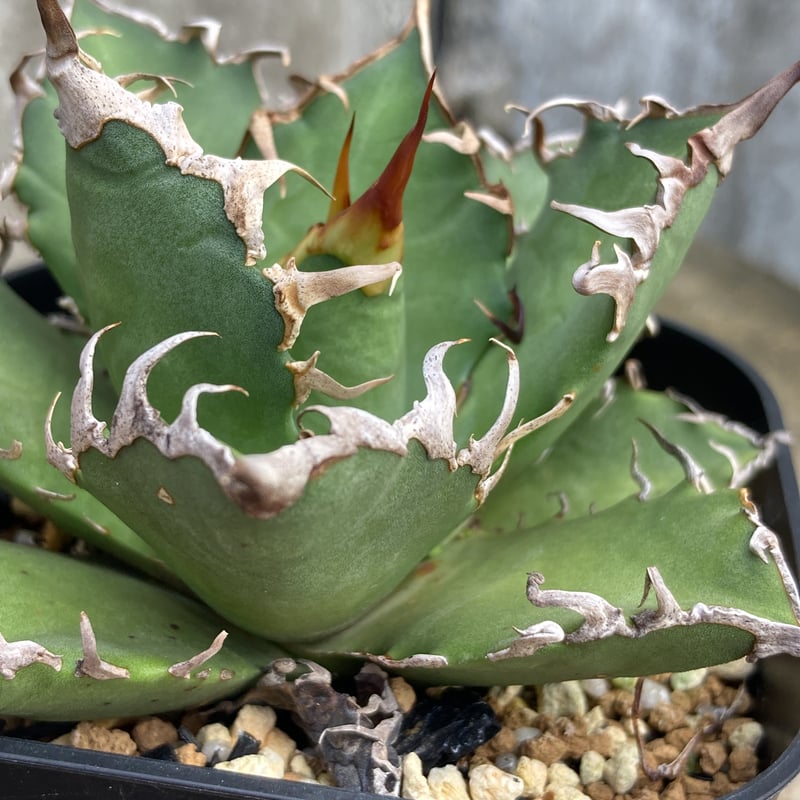 アガベ シーザー（Caesar）良型親株 鉢付き アガベチタノタ凱撒 CAESAR