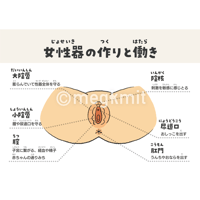 性器の作りと働きポスター２点セット