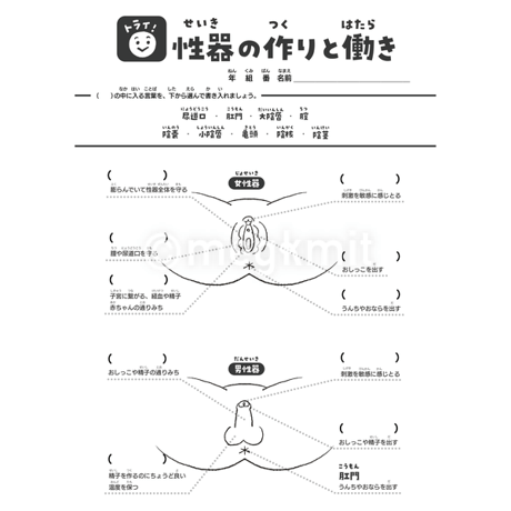 性器の作りと働きシート３点セット