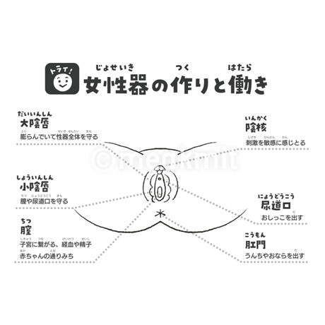 性器の作りと働きシート３点セット