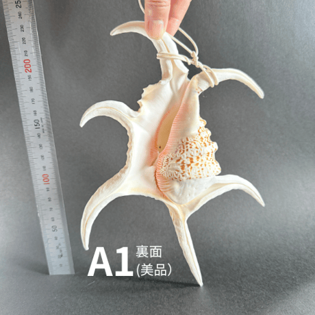 【風水グッズ】水字貝